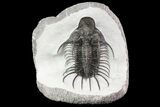New Trilobite Species (Affinities to Quadrops) - Very Large! #86535-5